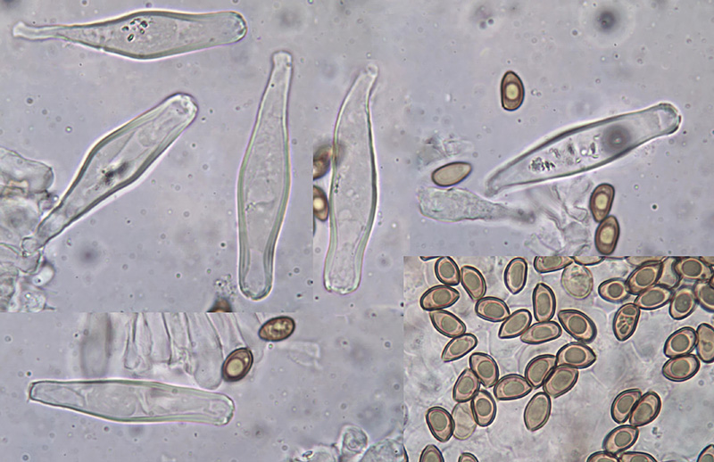 Inocybe bonii mikro